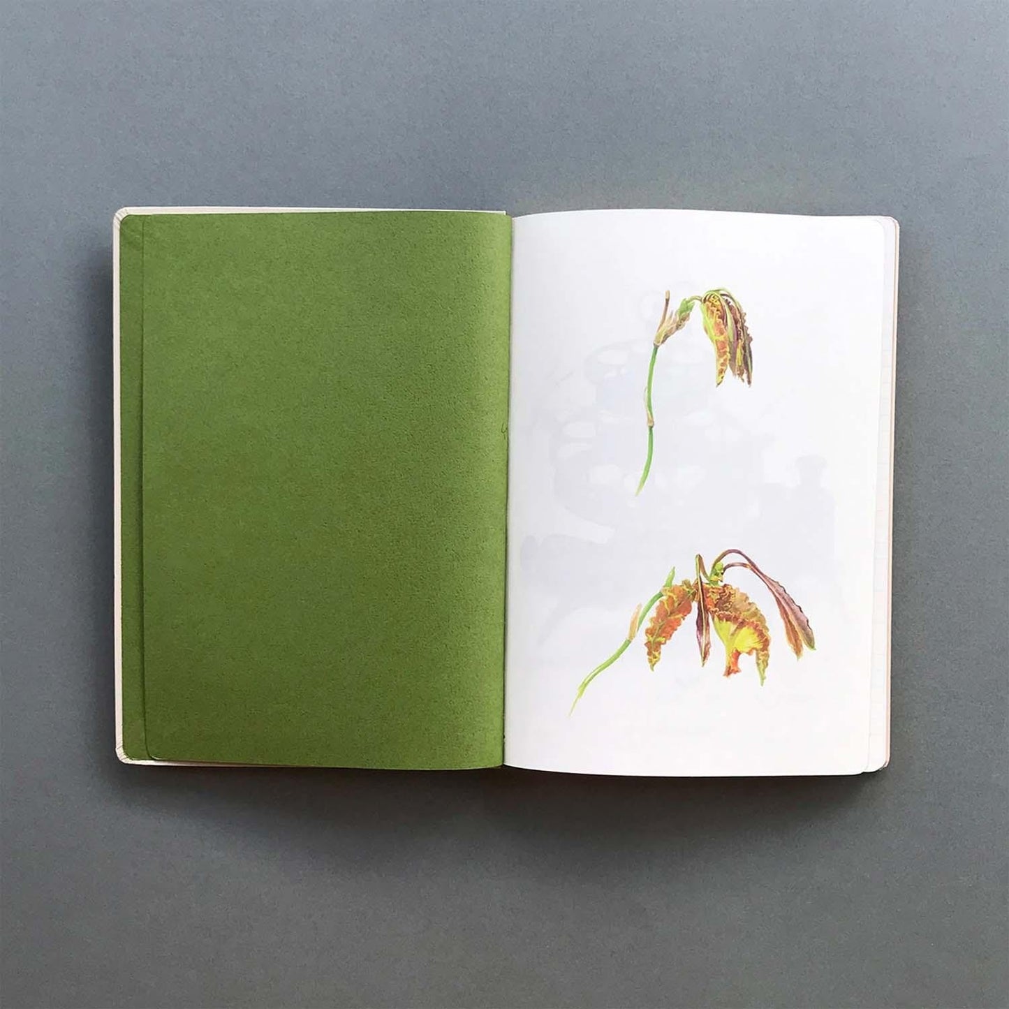 MUJINZO Notizbuch A5 „Psychopsis Papilio“